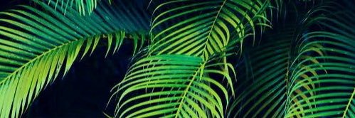 cholulawoo's profile banner image