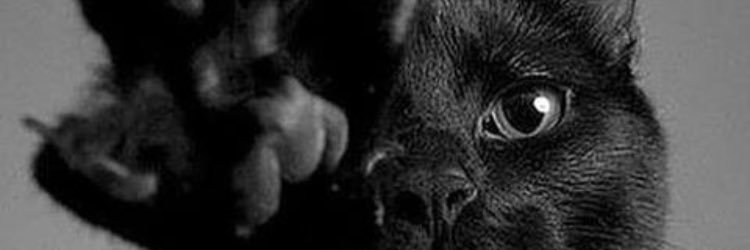 AsaIlaoa's profile banner image