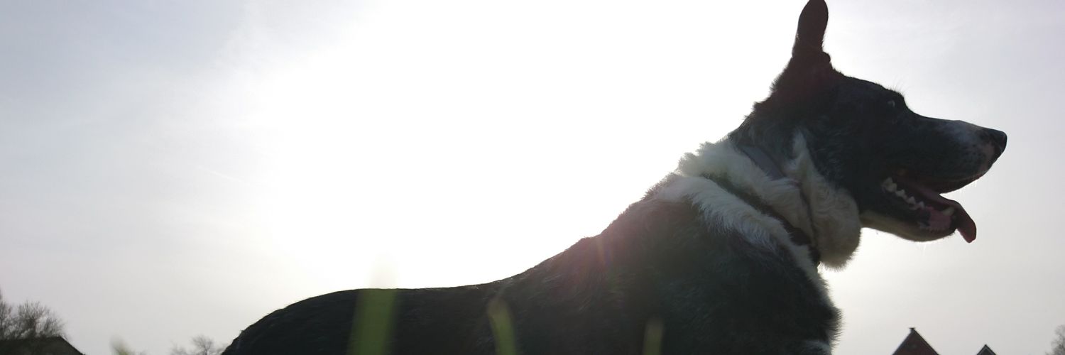 Asgahn_'s profile banner image