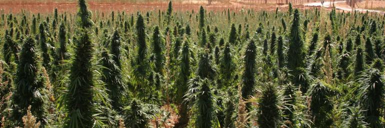 AllPotNews's profile banner image