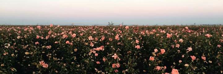 aMendees_'s profile banner image