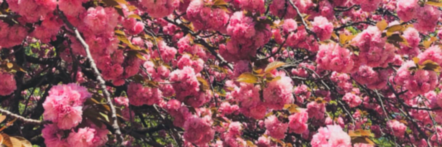 laurajcogle's profile banner image