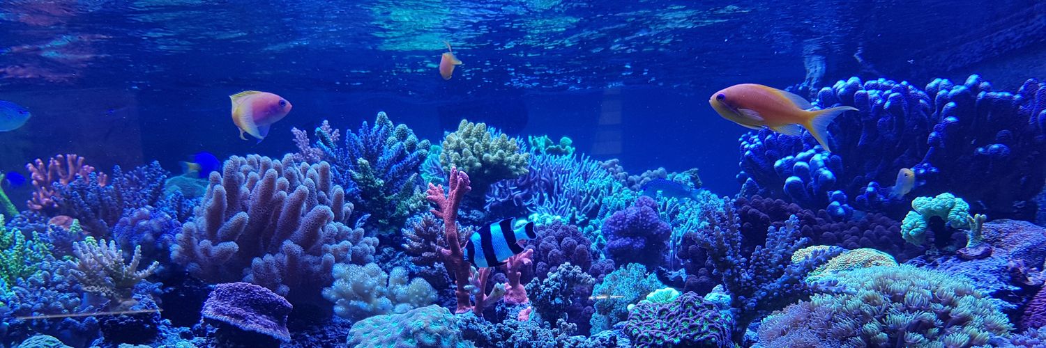 Aquaforest1's profile banner image