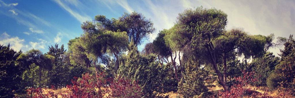 rosanafcha2015's profile banner image