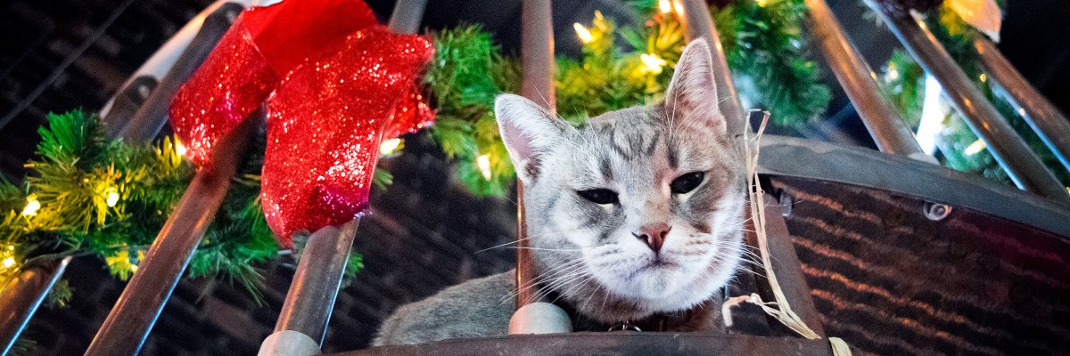 HotelTangoCat's profile banner image