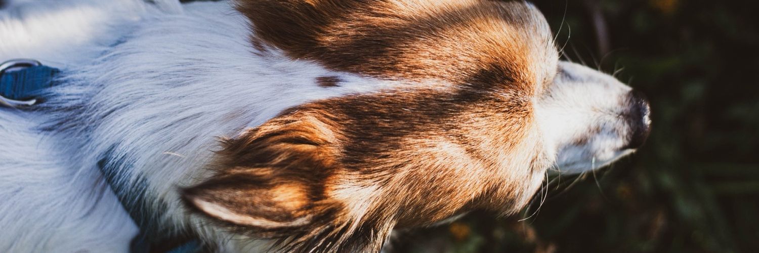 JasminPhitcha's profile banner image