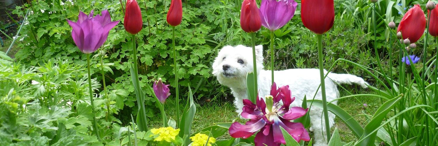 gardenerstouch's profile banner image