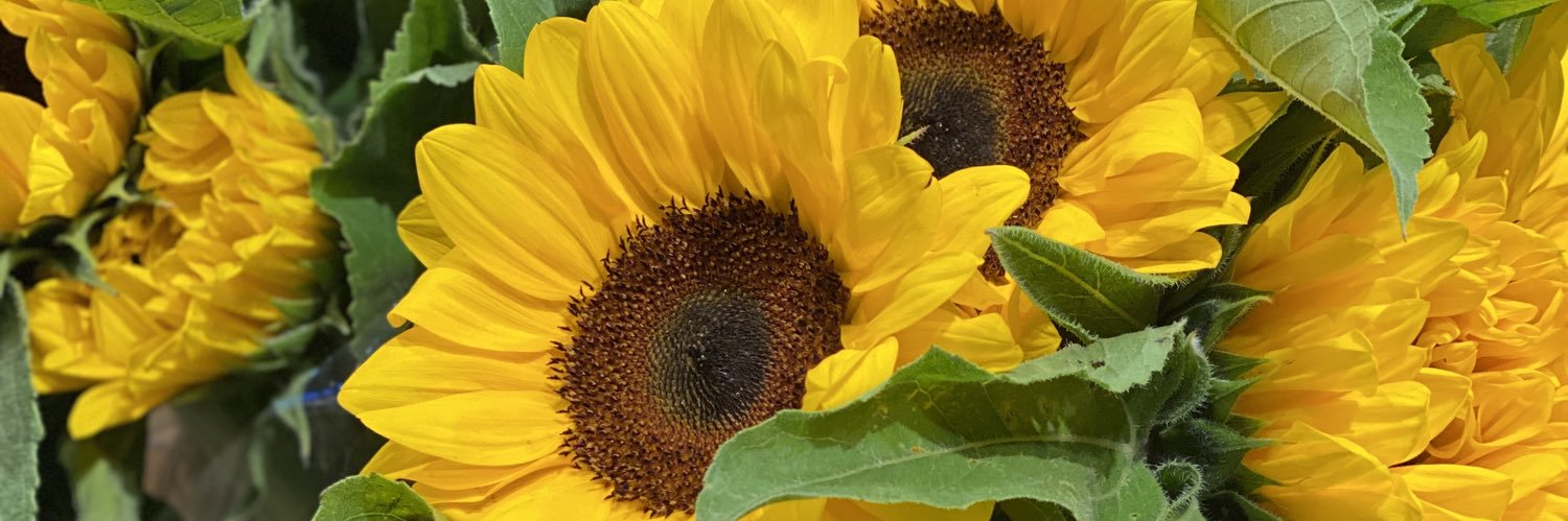 gloria araus banner