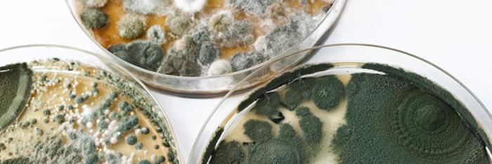 moldsensitized's profile banner image