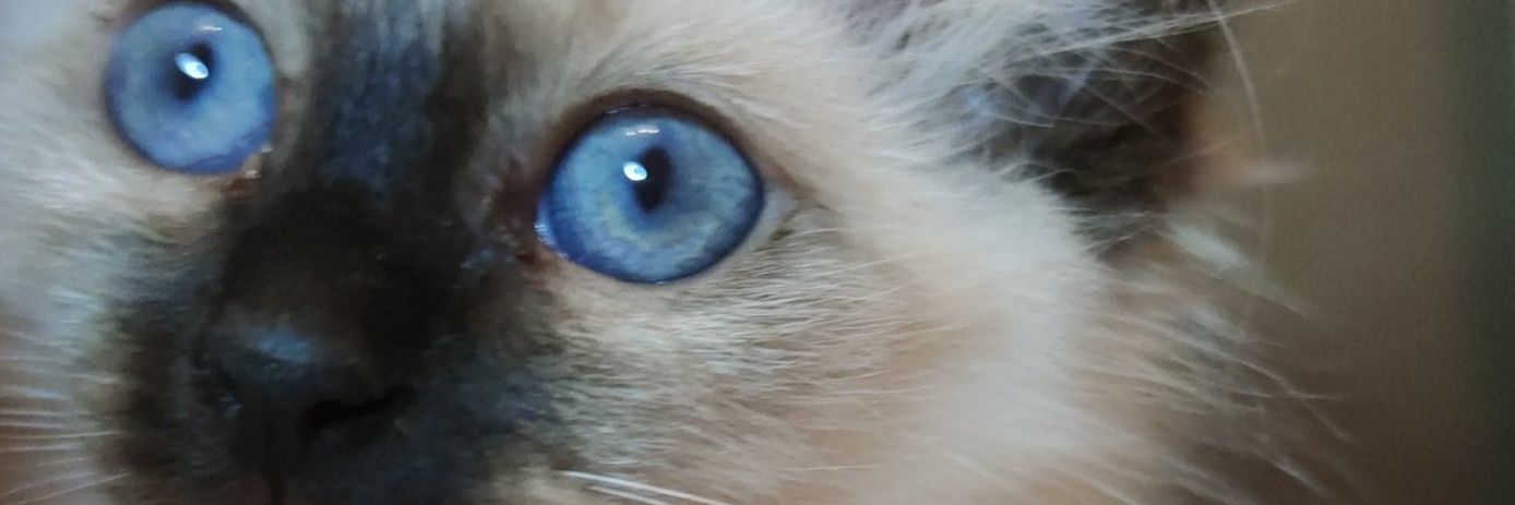 tessavlt's profile banner image