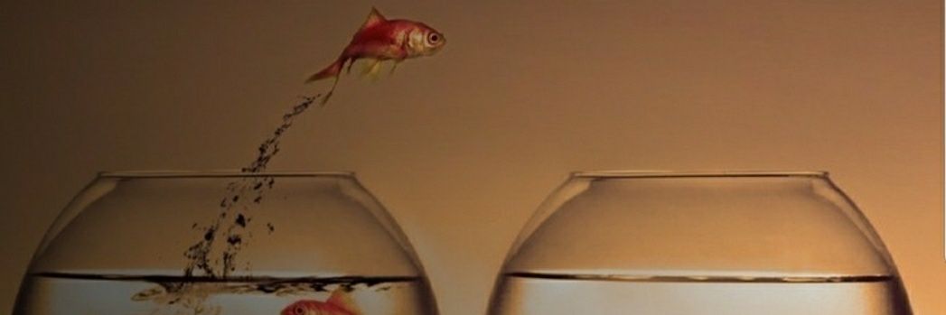 profruicardoso's profile banner image