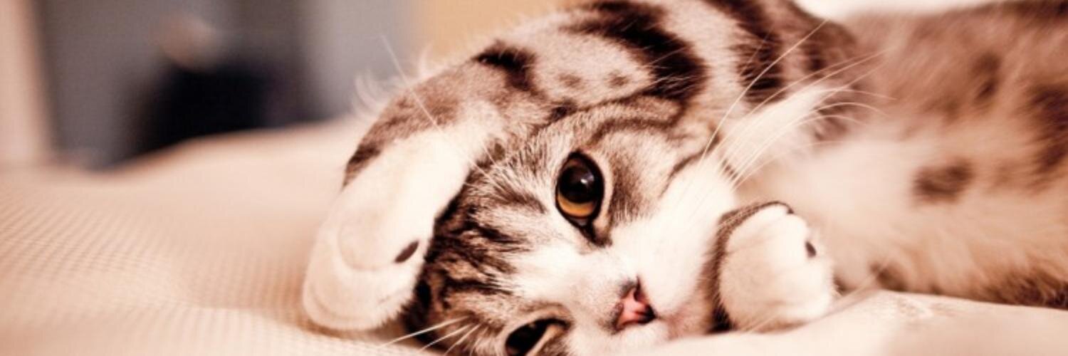 Moretakitty's profile banner image