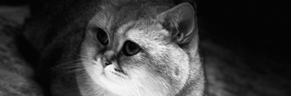 0906oz's profile banner image