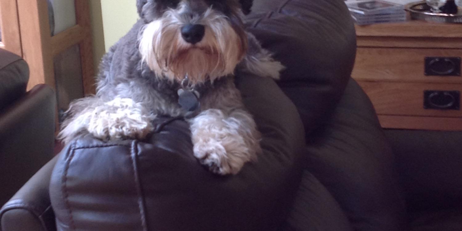 Shelagh Leonard banner