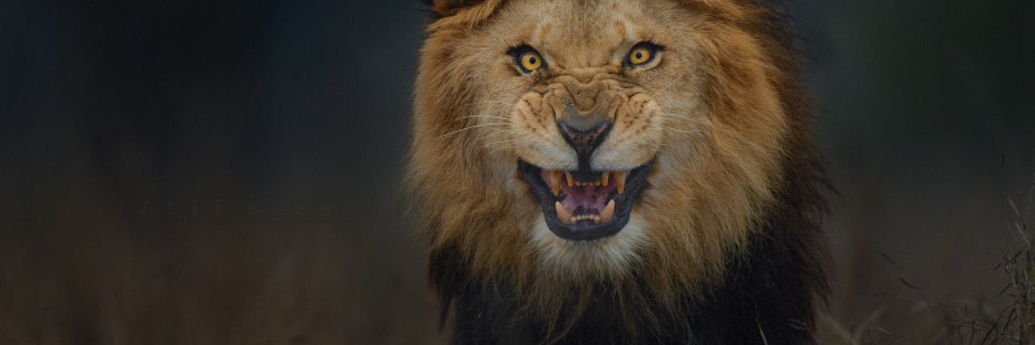 TheWildMorgy's profile banner image