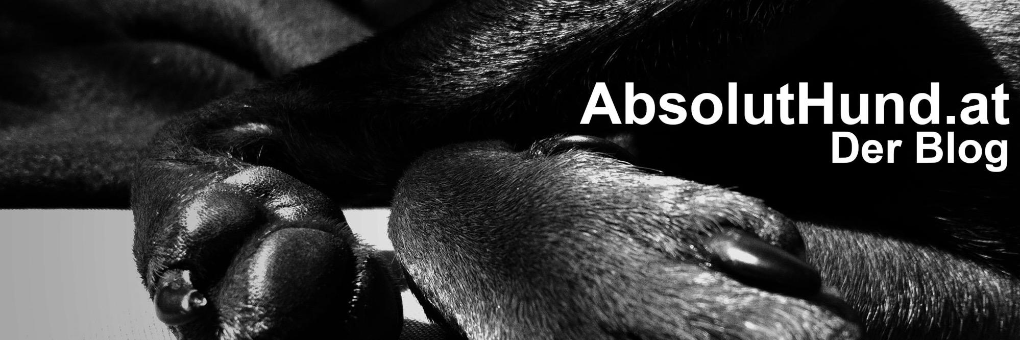 absoluthund's profile banner image