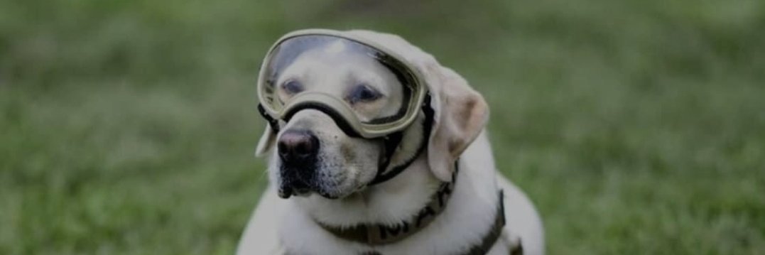 Carola Vazquez banner