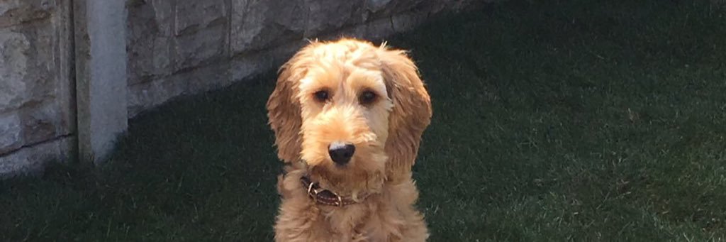 David O'Reilly banner