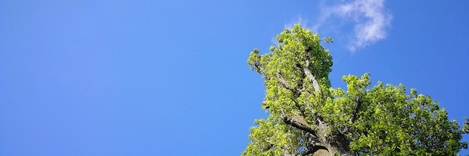 bernalpiche's profile banner image