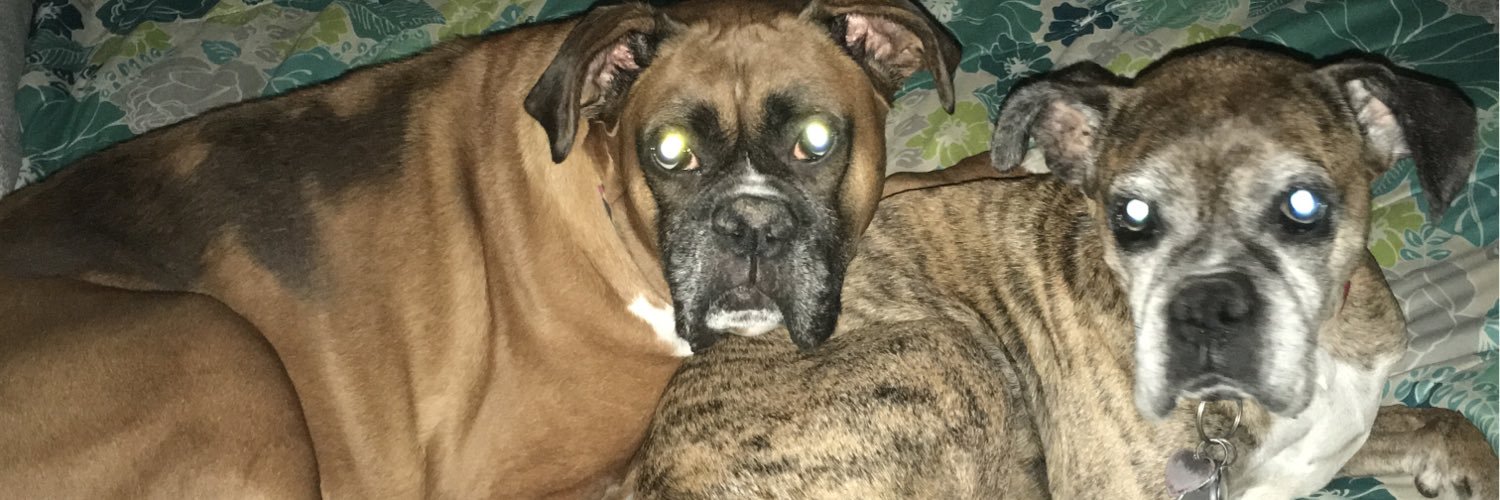 Boxermamaof2's profile banner image