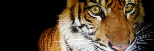aiinnnns's profile banner image