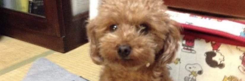 JrNerus's profile banner image