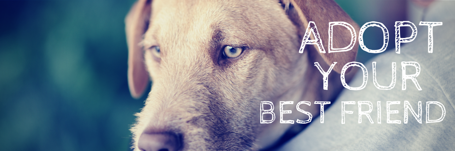 Copper's Dream banner