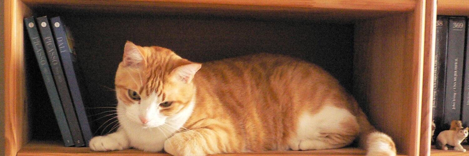 Ladelgato 🇵🇸 banner
