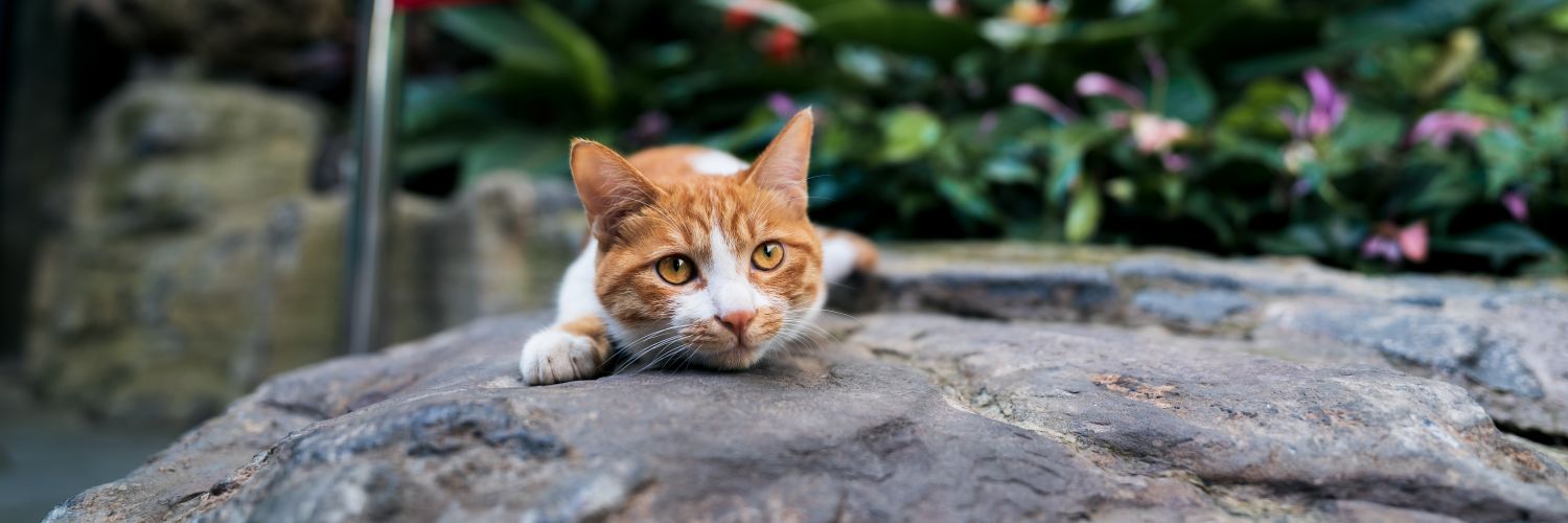 SleepyYi's profile banner image