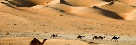 Asaf Romirowsky banner