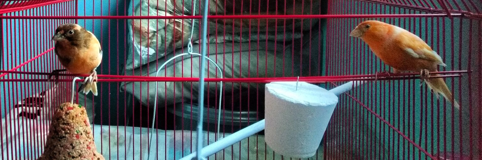 ✨SickNezz✨ banner