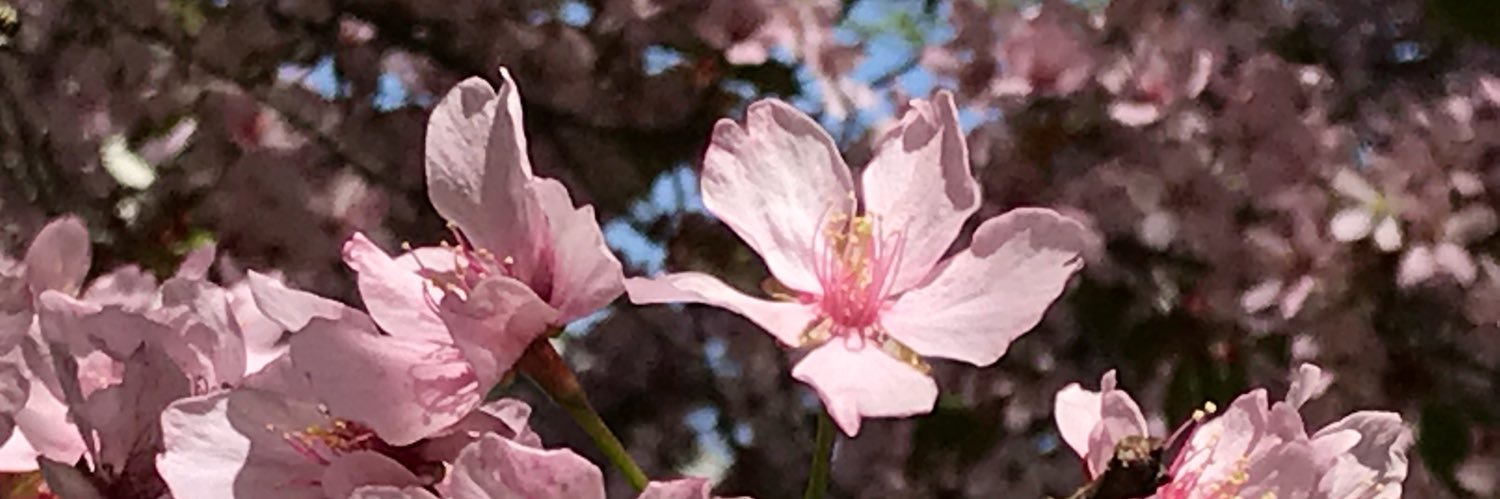 SatuLundelin's profile banner image