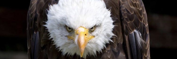 esdwlax's profile banner image