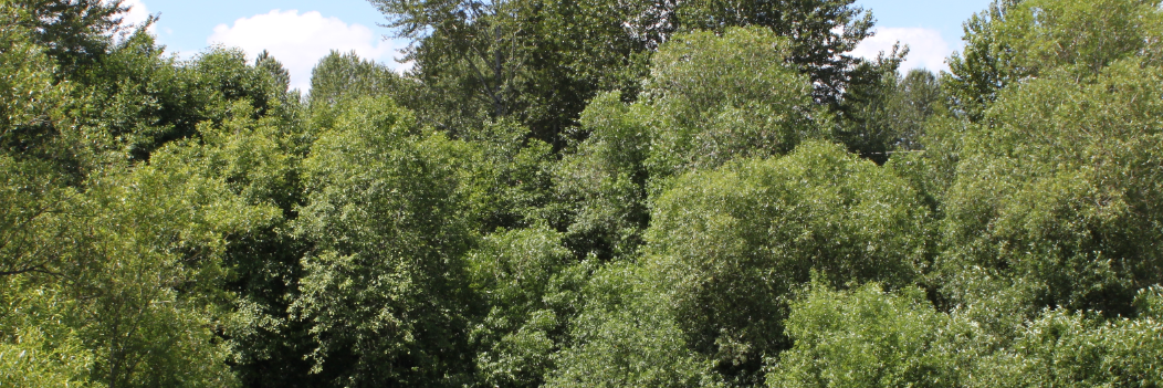 Dan Lohmeyer banner
