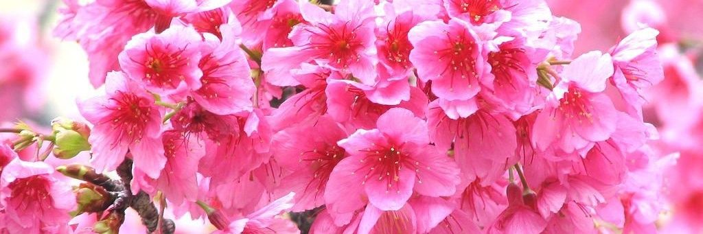 Fahad A Salman 🇸🇦 banner