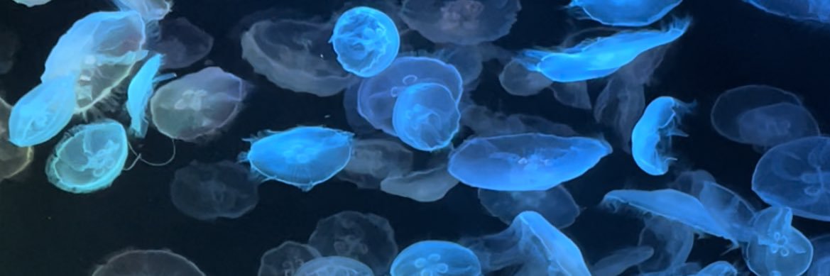 💙❄️🌼🦋🍭 banner