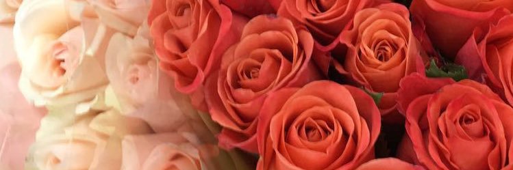 AllyReininga's profile banner image
