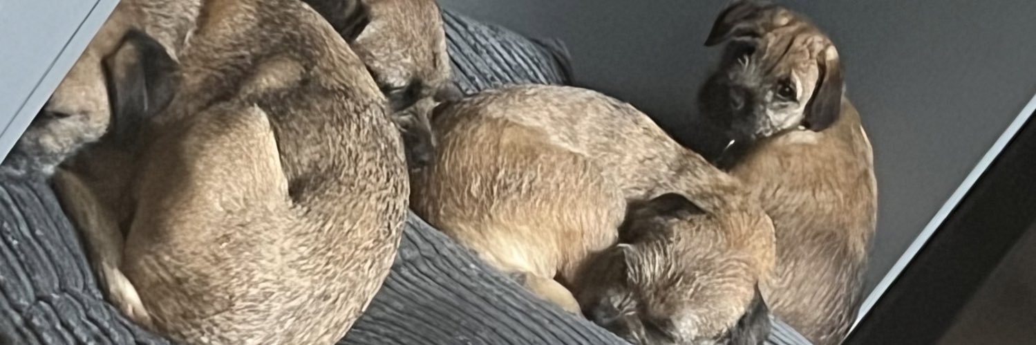 Voice of Brac banner