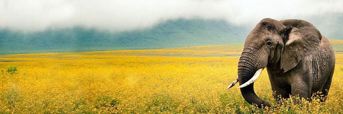 KeeleyTilgner's profile banner image