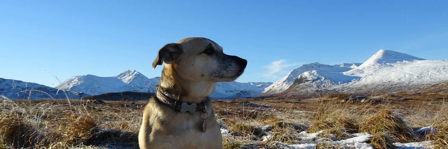 CampervanPup's profile banner image