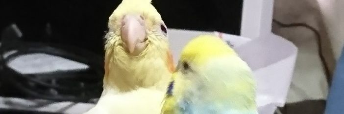 久美 hisami banner