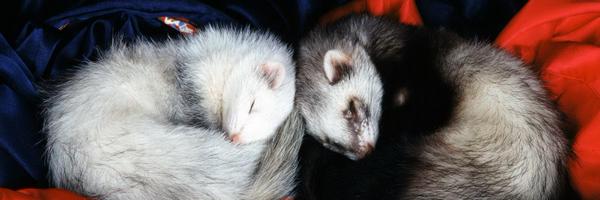 SqlFerret Profile Banner