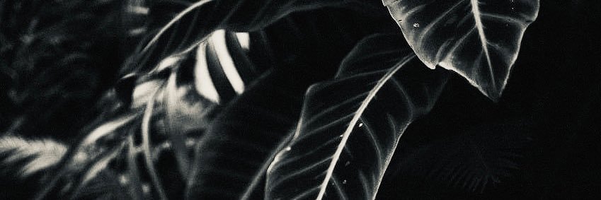 toda_dope's profile banner image