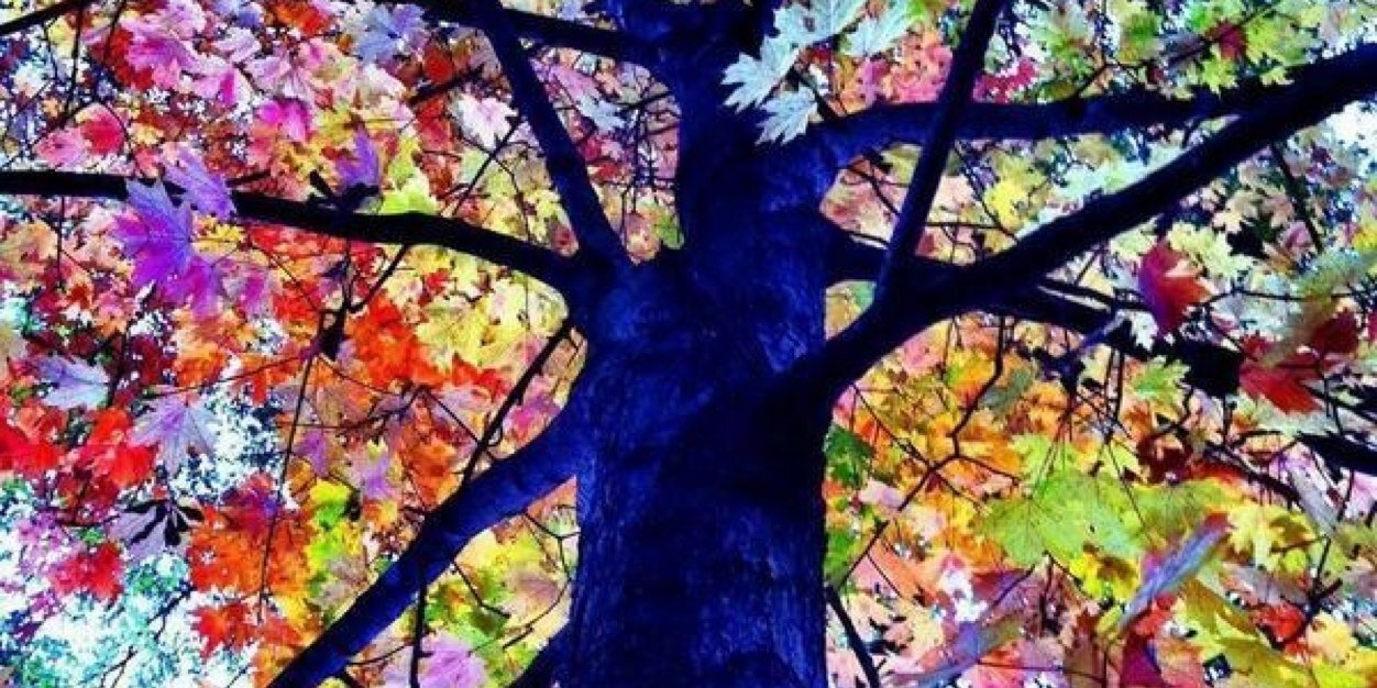 Maqsood G Ahmad banner