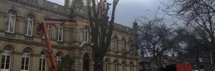 SaltaireTrees's profile banner image