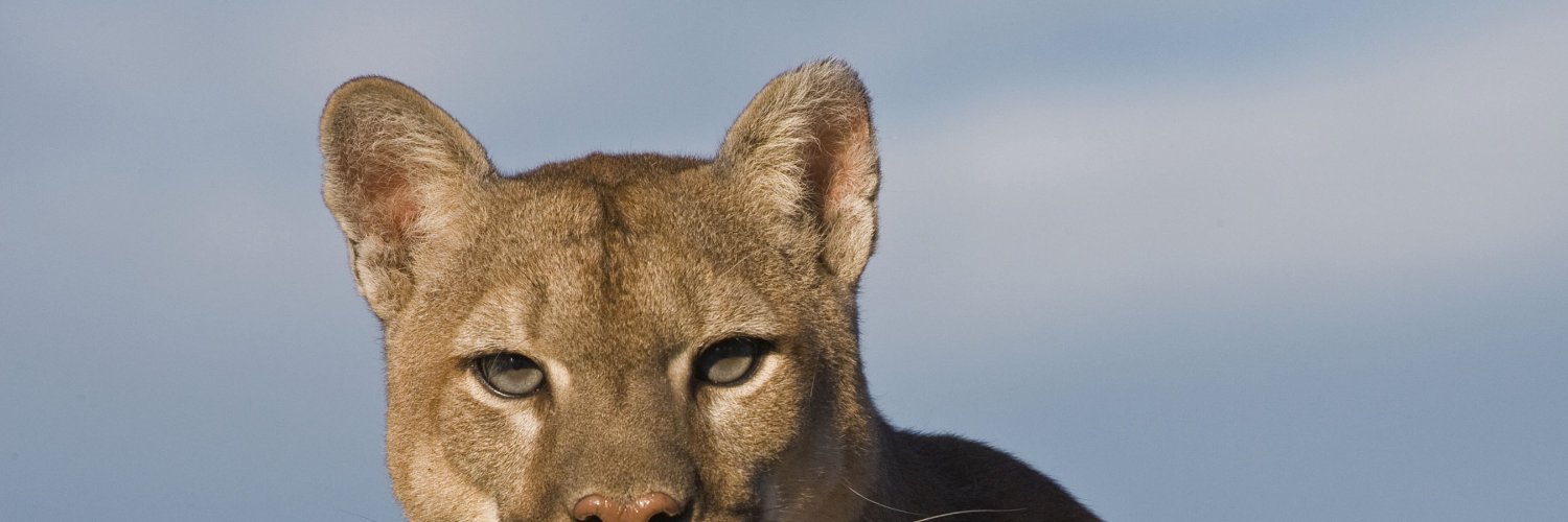 Discodumpling's profile banner image