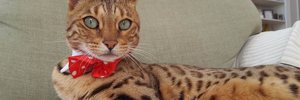 Liane_DeeTee's profile banner image