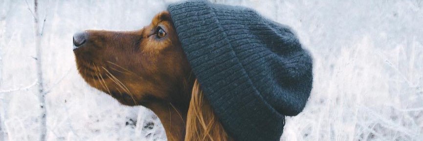 Віолетта banner