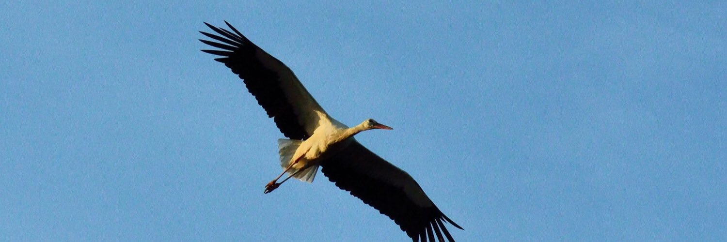 Veronique PINET banner