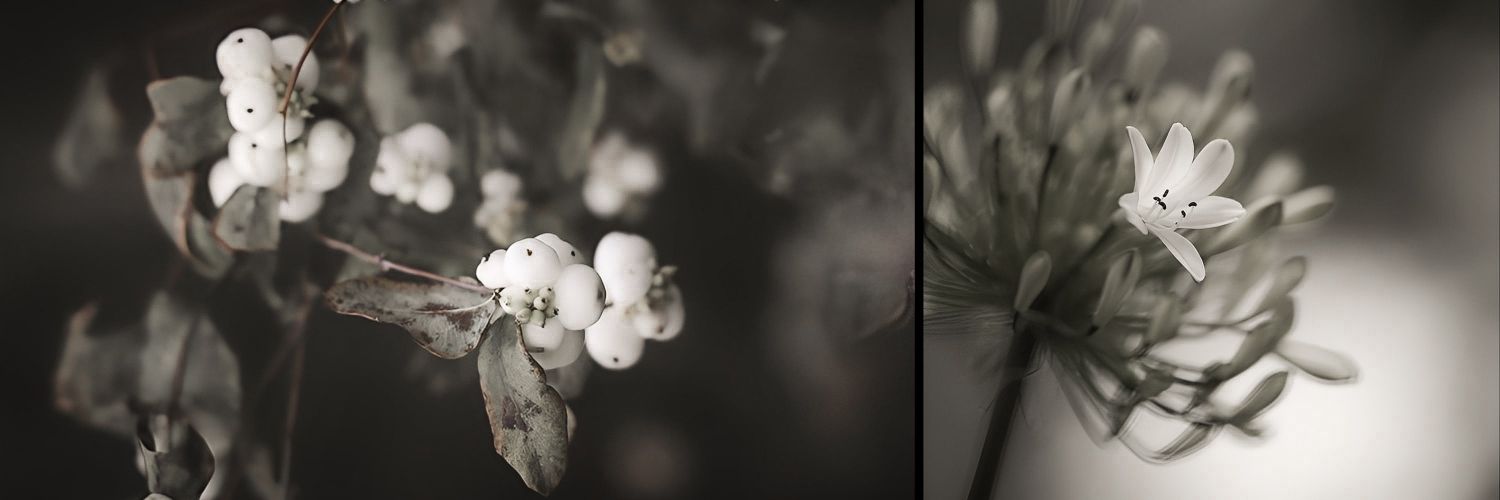 fleurivne's profile banner image